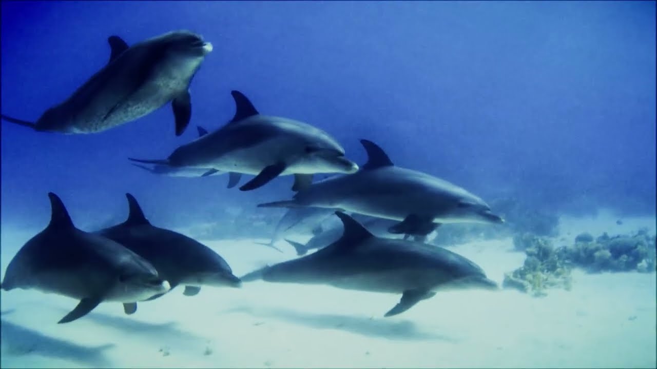 Christian Rafael - Flower of Life