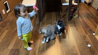 歌うマネをする娘にちょっかいをかける猫と見ている猫 ノルウェージャンフォレストキャットとラガマフィンa cat watching her daughter singing. Ragamuffin.