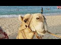 Egipt 2020 - przejażdżka na wielbłądach / Egypt camel ride Malikia Resort Abu Dabbab Hilton Nubian