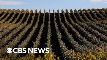 Wine grapes, coffee, chocolate crops at risk despite climate intervention efforts, study finds