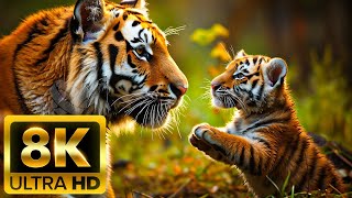 India Wildlife In 8K - Amazing Scenes Of India's Animals | Scenic Relaxation Film.
