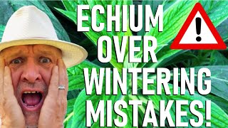 Mistakes To Avoid Overwintering Echiums, Trees Echium Pininana Pride Of Madeira, Echium Candicans