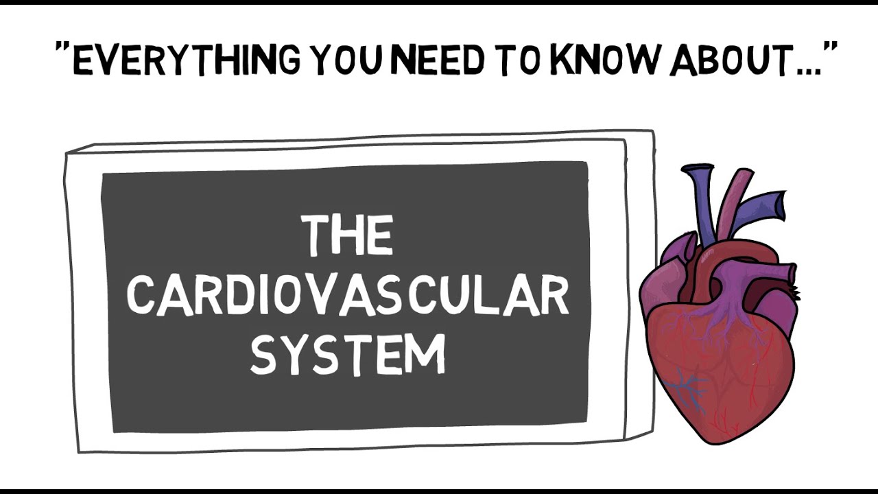 Система сердечно-сосудистой системы | Центр спортивной науки: основы физиологии | Без музыки
