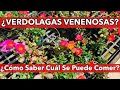 Verdolagas “Cuáles Se Comen Y Cuáles No” IMPORTANTE Verdolagas “Cuáles Se Comen Y Cuáles No” IMPORTANTE