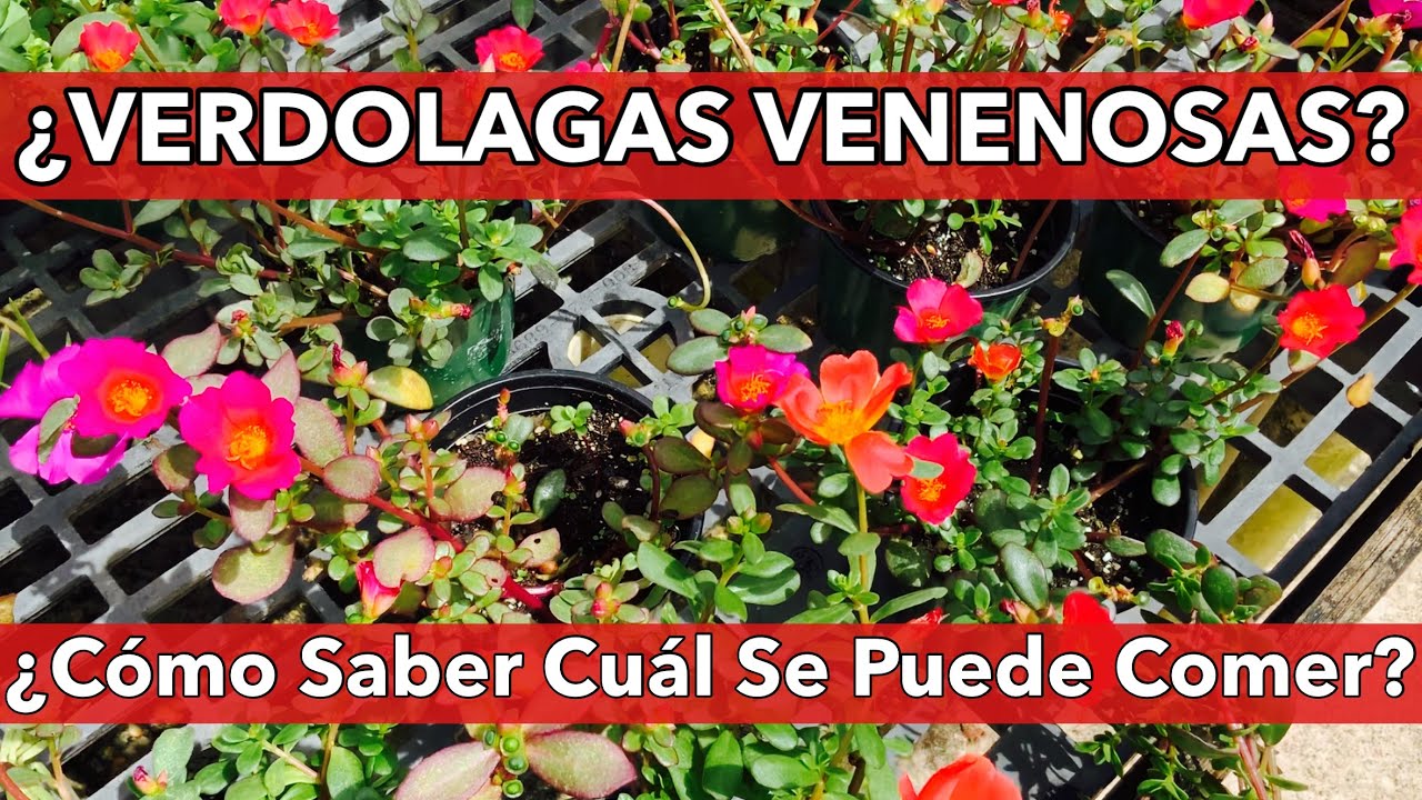 Verdolagas; “Cuáles se Comen y Cuáles No”￼. IMPORTANTE