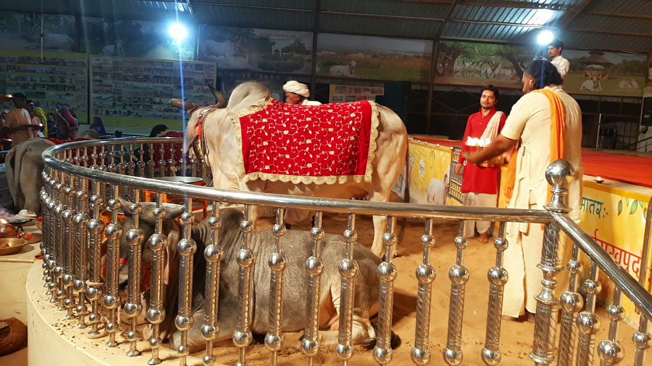 श्री पथमेड़ा गोधाम महातीर्थ गौ माता की आरती