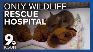 Tucson Wildlife Center is Southern Arizona's only wildlife rescue hospital