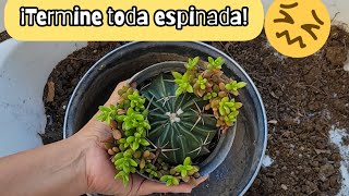 Trasplante Peligroso de Cactus Parte 2  😣