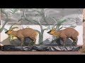 Ama - Lantee | Or Compound Femmes - World 3D 2017