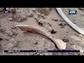 В СКО нашли кости древнего носорога, а рядом – скелеты людей