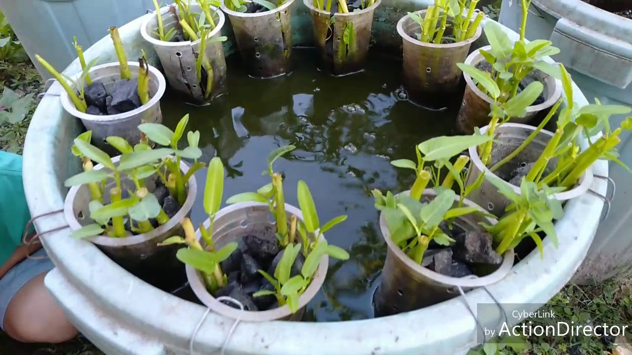 Viral, Budikdamber (budidaya ikan dalam ember) aquaponic dari Lampung