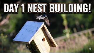Day 1: A Tree Swallow Starts Building | PNW Nest Box