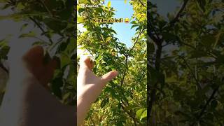 Watch Hayalperest Nazar video