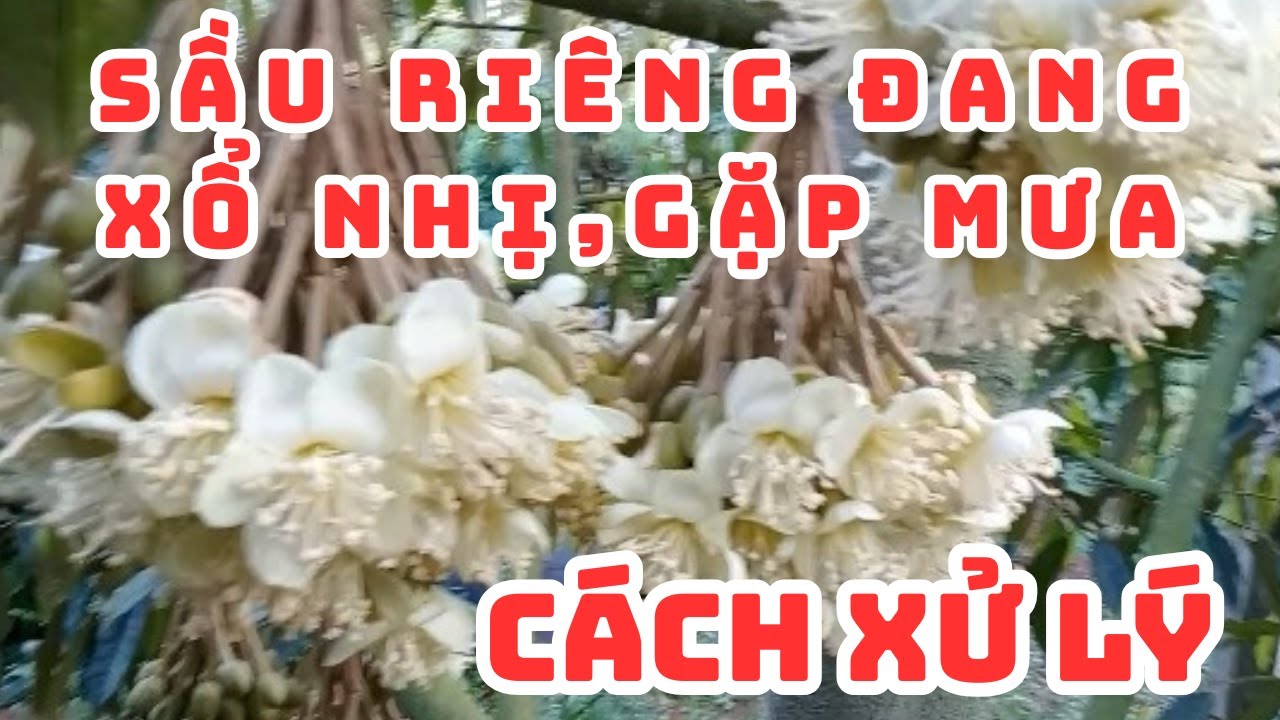 SẦU RIÊNG,BÔNG ĐANG XỔ NHỊ.GẶP MƯA.VÀ CÁCH XỬ LÝ. @DŨNG  NHI VIDEO