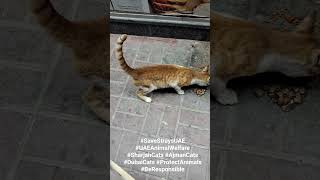 #SaveStraysUAE #UAEAnimalWelfare #SharjahCats #AjmanCats #DubaiCats #ProtectAnimals #BeResponsible