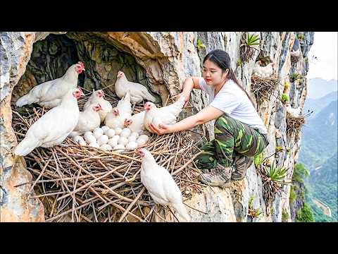 Harvesting 1000+ Giant Wild Chickens & Go to Market Sell - Off Grid Sustainable Forest Living