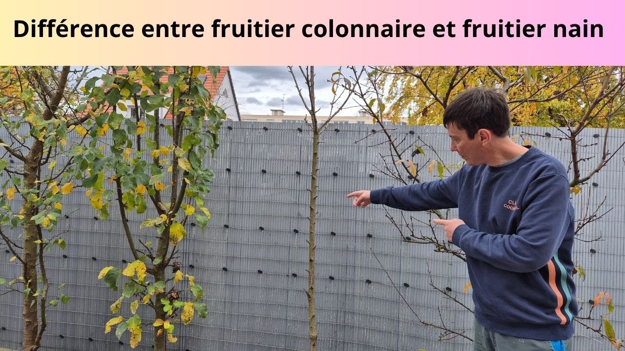 Différence entre fruitier colonnaire et fruitier nain