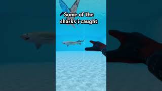 #rvrf #shark