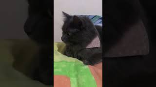 Galatasaray Fenerbahçe Maçını Izleyen Fanatik Galatasaraylı Kedi