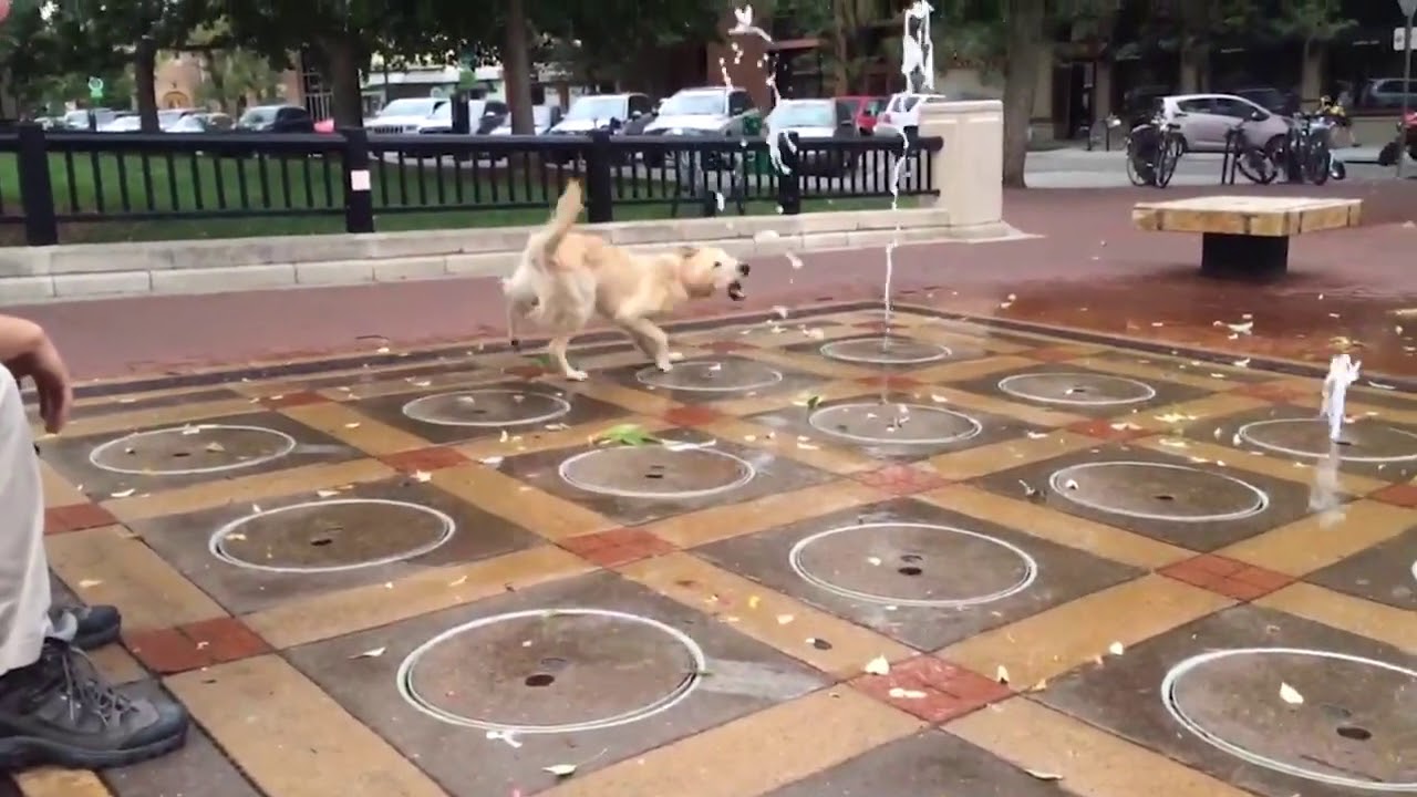golden retriever playing with fountain water funny and cute YouTube