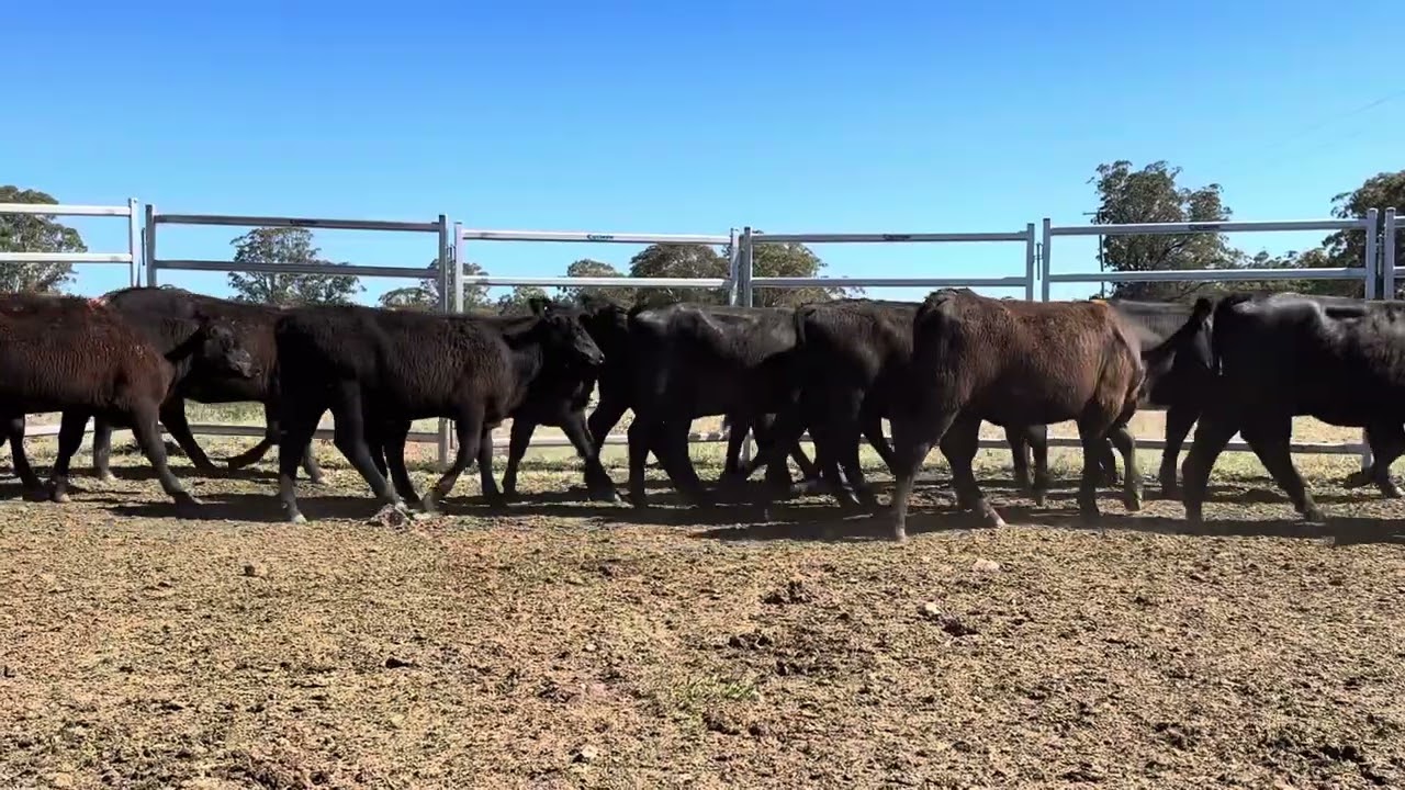 Mopoke-22 backgrounder heifers