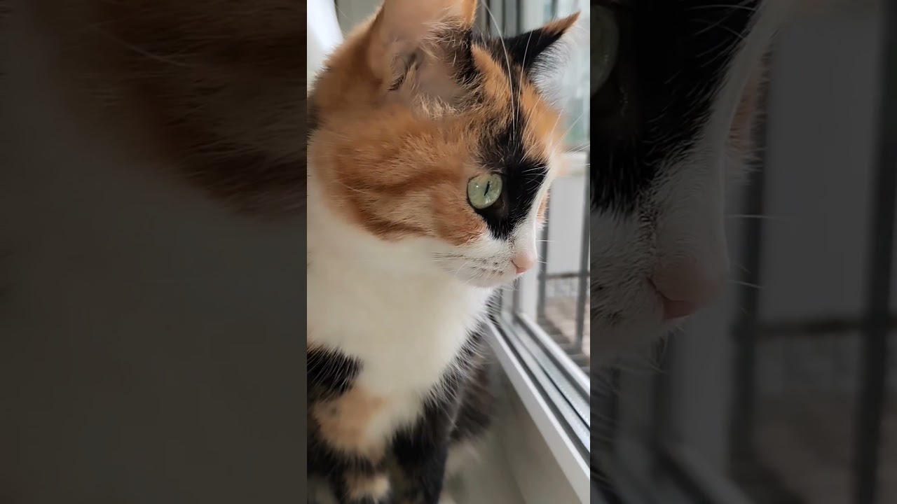 #советыкотов