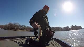 Lake Norman Spotted Bass Fishing