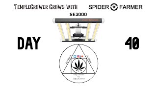 Update #3! TempleGrower grows Skunk #1 with the SpiderFarmer SE3000 - Day 40