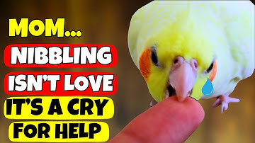 If Your Cockatiel Nibbles You, This Is What It’s Secretly Telling You