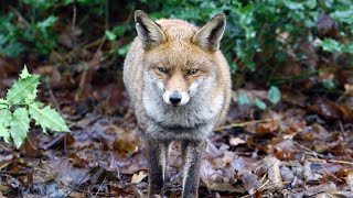 Multiple People Attacked by Fox in Connecticut, Officials Say