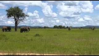 Tanzania Mikumi Trip 2016.