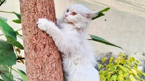 Video 2585261: bengal cat british shorthair, british shorthair persian cat, funny himalayan persian cat, tom british shorthair cat, british shorthair cute cat, british shorthair cat animals, funniest cats compilation