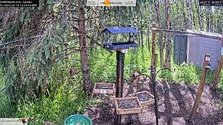 2026-06-19 - Foothills Birds - Foothills, AB - Live Stream Bird Feeder Cam (FiRN)