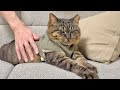 夫に撫でられ「解せぬ顔」を隠しきれない猫の表情が可愛すぎた…笑