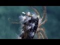 Ocean Exploration and Biodiversity