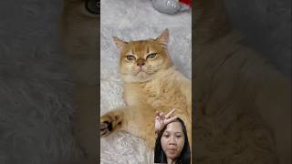 balas lagi‼️PrincessNikacat #shorts #lucu #funny #fypシ゚viral #catfunny #catvideos