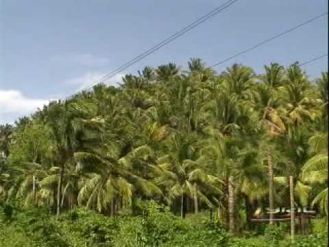 The Roots - Yellowman - Lynn Taitt - Don Carlos - ...