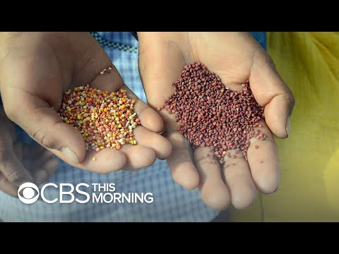 Seeds for survival Chefs join forces to diversify our food sources