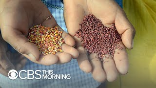 Seeds for survival: Chefs join forces to diversify our food sources Net Worth