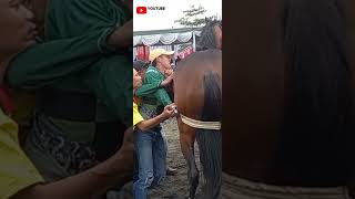 DETIK DETIK KUDA MULAI MELAWAN  SUSAH MASUK STAR..PACUAN KUDA PIALA RAJA.🐎.#shorts