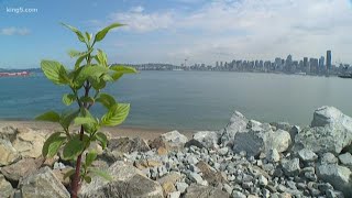 Jobs flourish amid invasive species cleanup at Port of Seattle