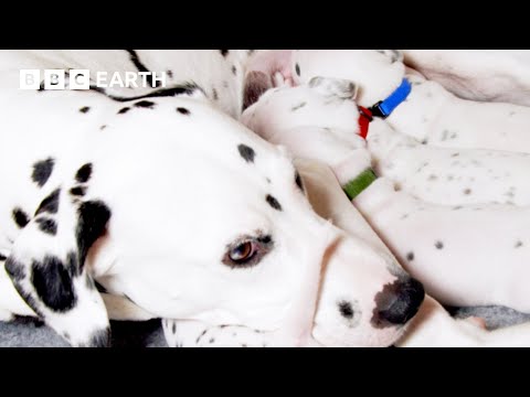 A Dalmatian Mum's Work is Never Done | Wonderful World of Puppies | BBC Earth