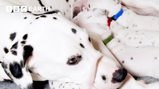 A Dalmatian Mum's Work is Never Done | Wonderful World of Puppies | BBC Earth