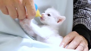 I want to watch the kitten drinking milk forever because it's so cute [please watch with subtitles]