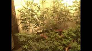 Medical Cannabis - MediGrow Update 005