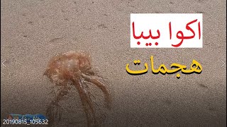 أكوابيبا قنديل البحر يمنع المصطافين المغاربة من السباحة في شواطئ الشمال والجنوب ?  ?? ⛱  ?