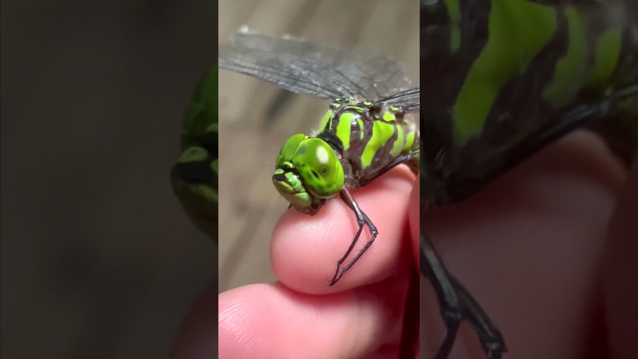 Dragonfly Bite