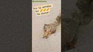 Neighborhood Brown Squirrel 🐿️😈 Peanut Mafia Swindle 🥜🤣