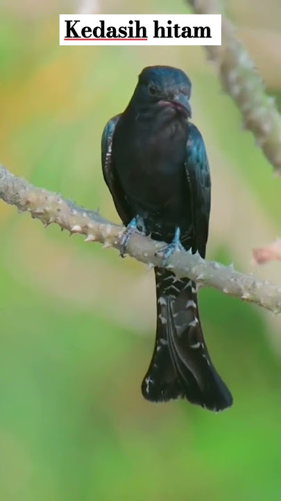 kedasih hitam di alam bebas #burungmerdu #burung #burungkicaudialamliar #birds #kedasih