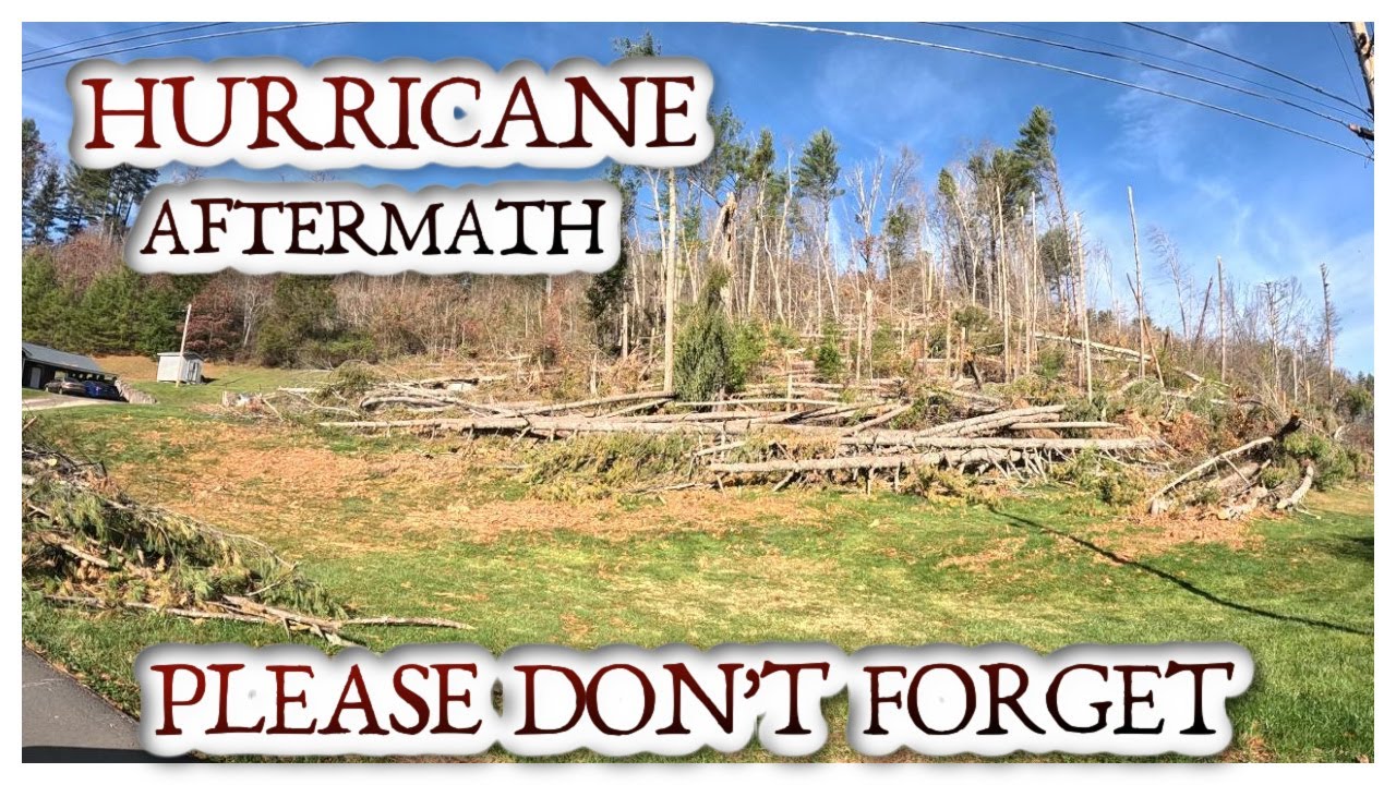 A LOOK AT THE TREE DAMAGE FROM HURRICANE HELENE - YouTube